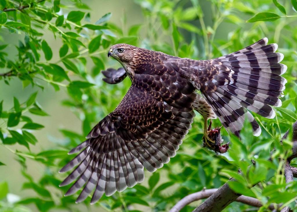 Cooper's Hawk by airboy123 is licensed under CC BY-NC-SA 2.0; im picking up prey dropped by dad